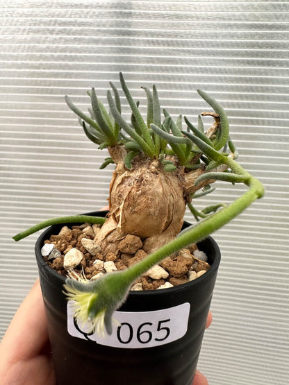 【現品限り】フィロボルス・テヌイフロルス【Q65】 Phyllobolus tenuiflorus