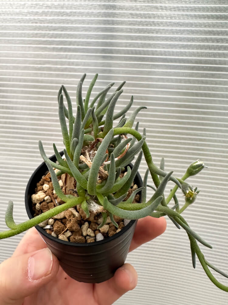 【現品限り】フィロボルス・テヌイフロルス【Q65】 Phyllobolus tenuiflorus