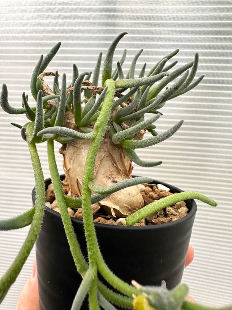 【現品限り】フィロボルス・テヌイフロルス【Q65】 Phyllobolus tenuiflorus