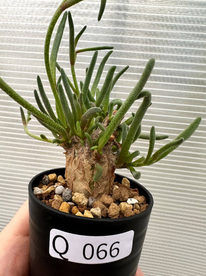 【現品限り】フィロボルス・テヌイフロルス【Q66】 Phyllobolus tenuiflorus