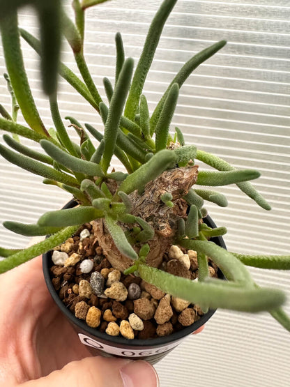 【現品限り】フィロボルス・テヌイフロルス【Q66】 Phyllobolus tenuiflorus