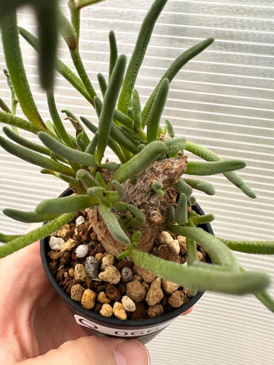 【現品限り】フィロボルス・テヌイフロルス【Q66】 Phyllobolus tenuiflorus