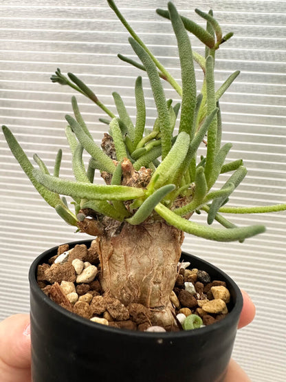 【現品限り】フィロボルス・テヌイフロルス【Q66】 Phyllobolus tenuiflorus