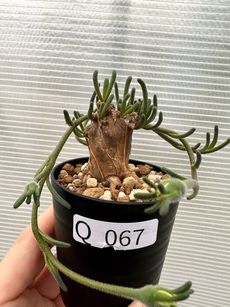 【現品限り】フィロボルス・テヌイフロルス【Q67】 Phyllobolus tenuiflorus