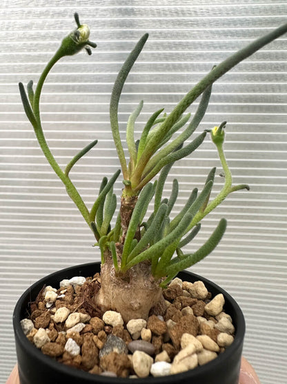 【現品限り】フィロボルス・テヌイフロルス【Q68】 Phyllobolus tenuiflorus