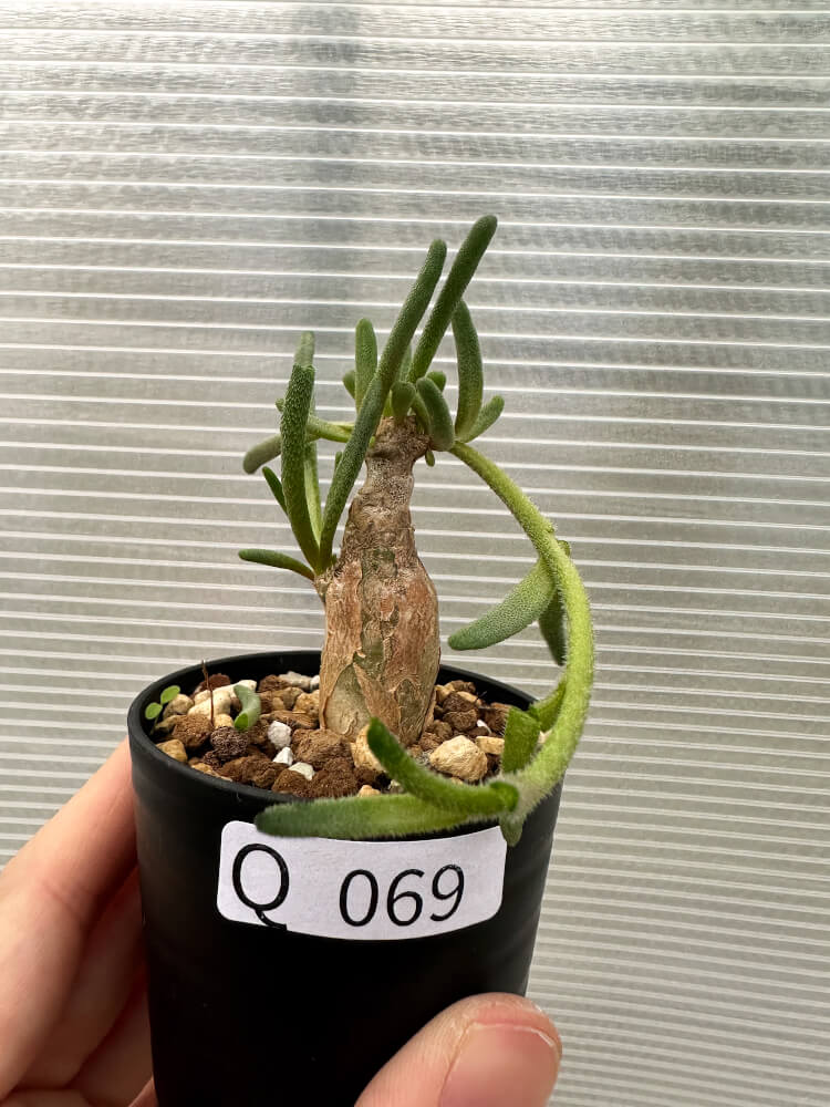 【現品限り】フィロボルス・テヌイフロルス【Q69】 Phyllobolus tenuiflorus