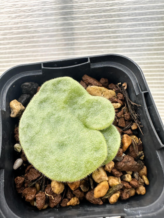 【現品限り】チレコドン・シングラリス【Q6】 Tylecodon singularis