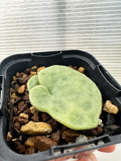 【現品限り】チレコドン・シングラリス【Q6】 Tylecodon singularis