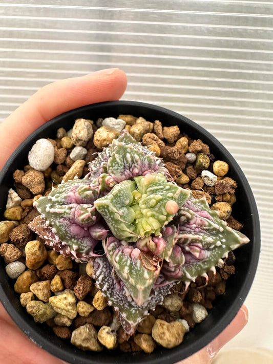 【現品限り】フォーカリア 荒波【Q71】 Faucaria tuberculosa ‘Aranami’