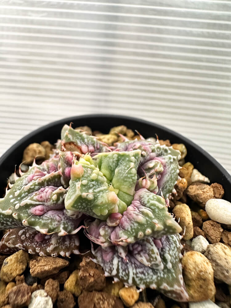 【現品限り】フォーカリア 荒波【Q71】 Faucaria tuberculosa ‘Aranami’