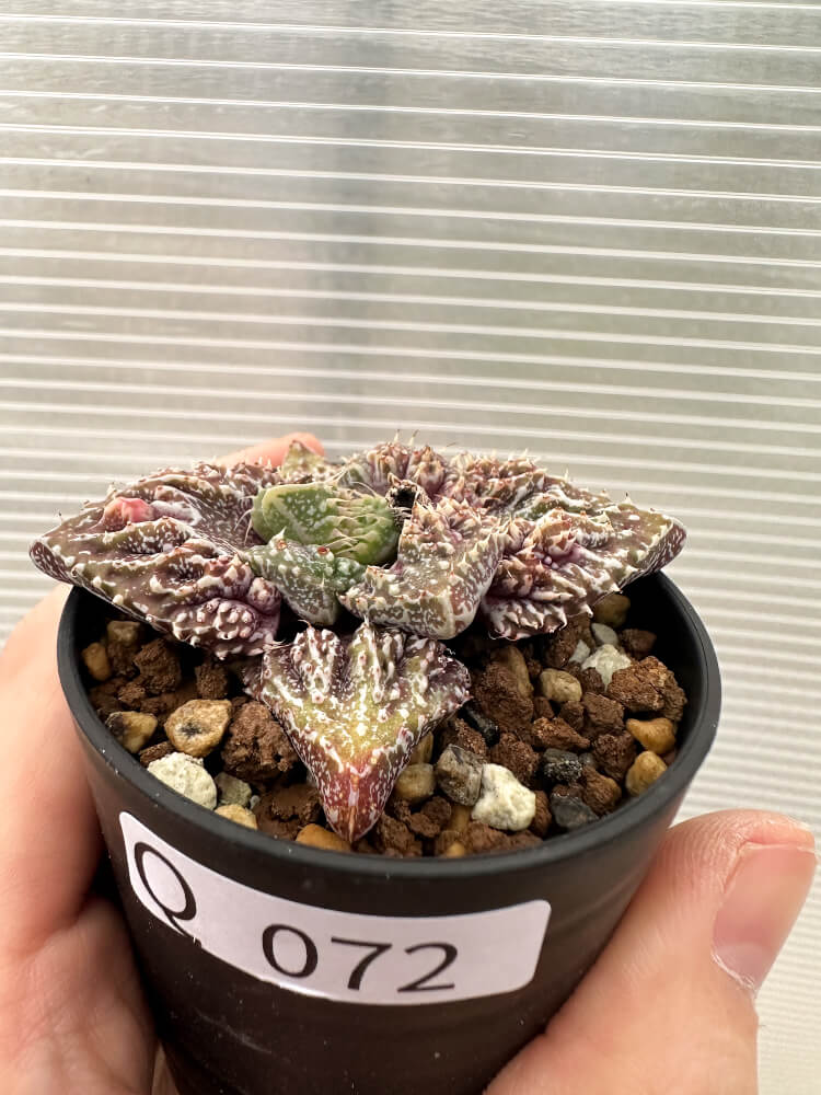 【現品限り】フォーカリア 荒波【Q72】 Faucaria tuberculosa ‘Aranami’