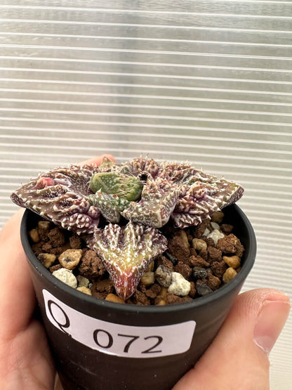 【現品限り】フォーカリア 荒波【Q72】 Faucaria tuberculosa ‘Aranami’