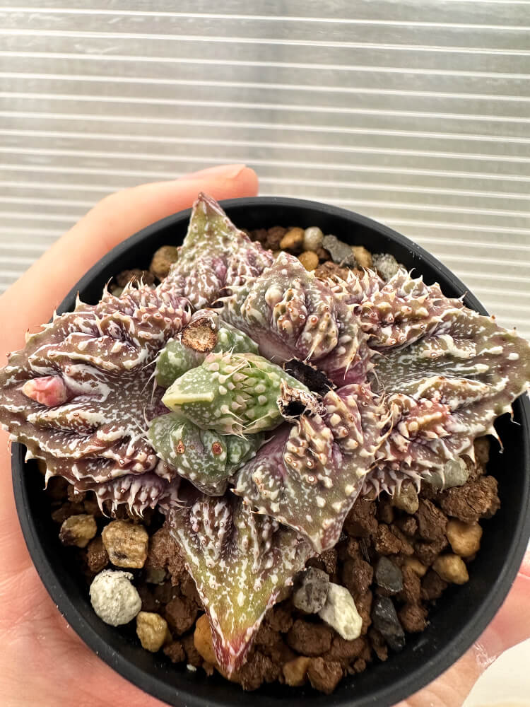 【現品限り】フォーカリア 荒波【Q72】 Faucaria tuberculosa ‘Aranami’