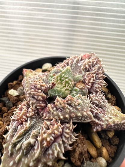 【現品限り】フォーカリア 荒波【Q72】 Faucaria tuberculosa ‘Aranami’