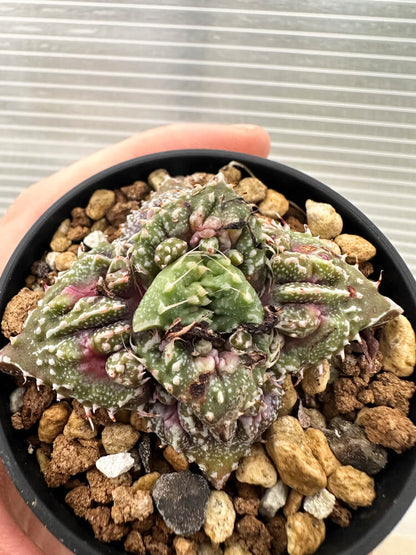 【現品限り】フォーカリア 荒波【Q73】 Faucaria tuberculosa ‘Aranami’