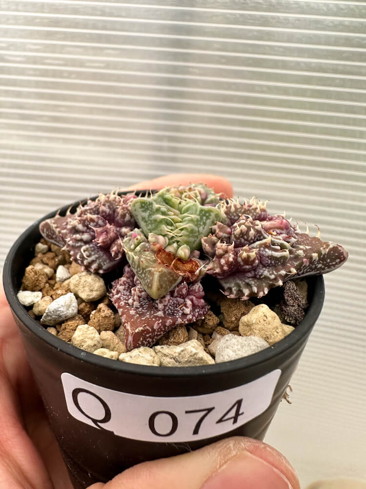 【現品限り】フォーカリア 荒波【Q74】 Faucaria tuberculosa ‘Aranami’ 塊根植物 コーデックス 夏型 ...