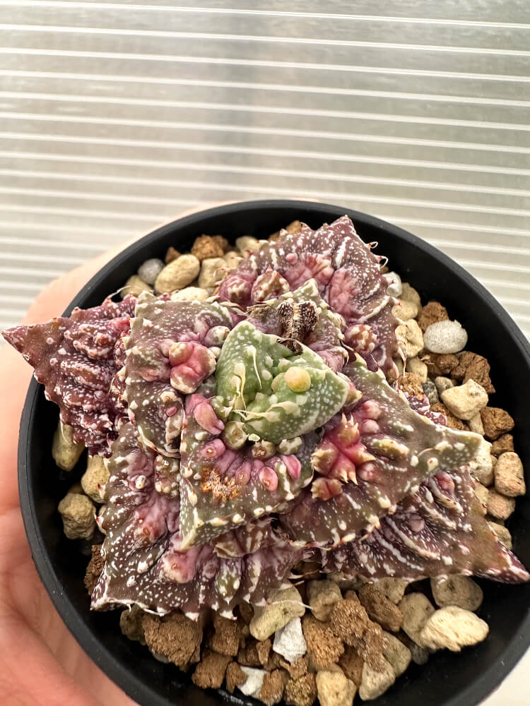 【現品限り】フォーカリア 荒波【Q75】 Faucaria tuberculosa ‘Aranami’