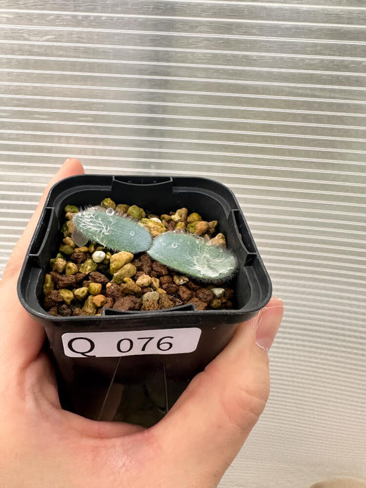 【現品限り】ストルマリア・ビローサ【Q76】 Strumaria villosa