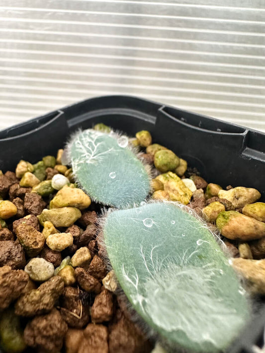 【現品限り】ストルマリア・ビローサ【Q76】 Strumaria villosa