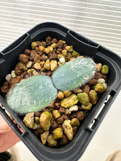 【現品限り】ストルマリア・ビローサ【Q76】 Strumaria villosa