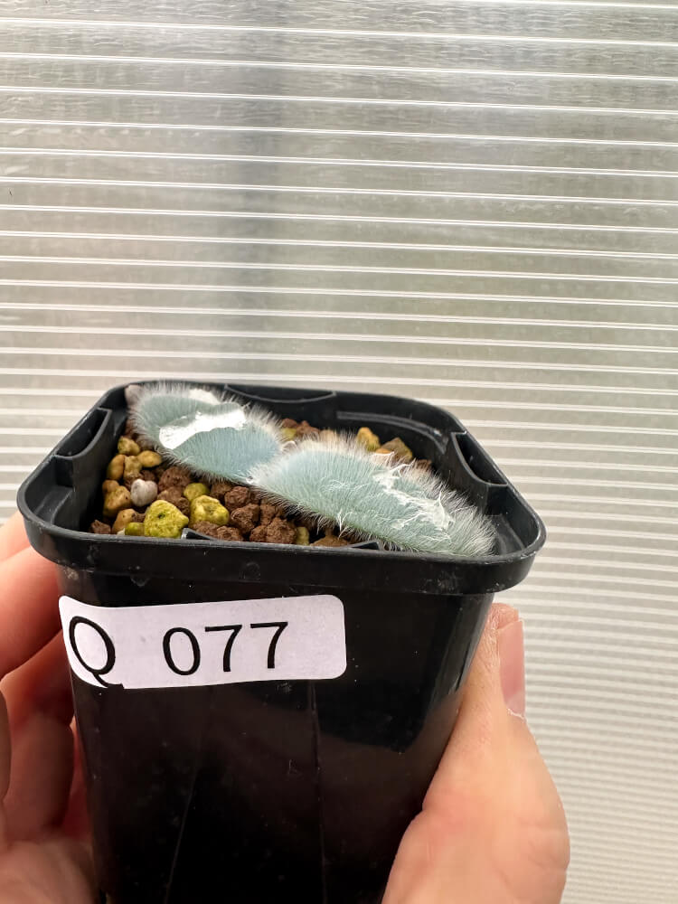 【現品限り】ストルマリア・ビローサ【Q77】 Strumaria villosa