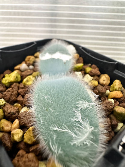 【現品限り】ストルマリア・ビローサ【Q77】 Strumaria villosa