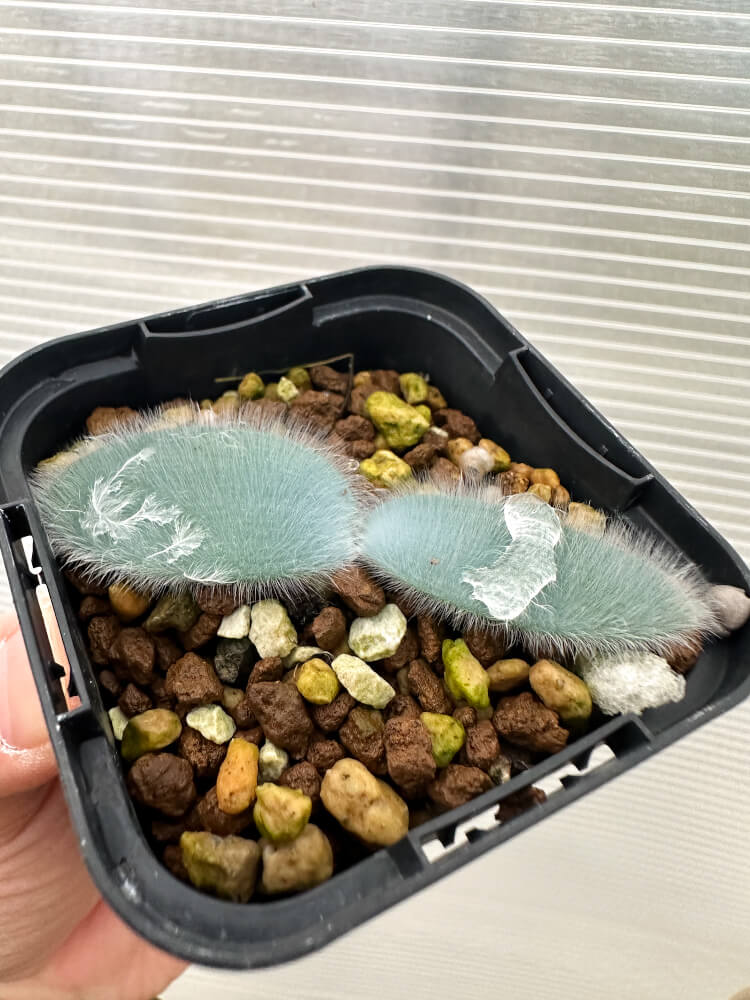 【現品限り】ストルマリア・ビローサ【Q77】 Strumaria villosa