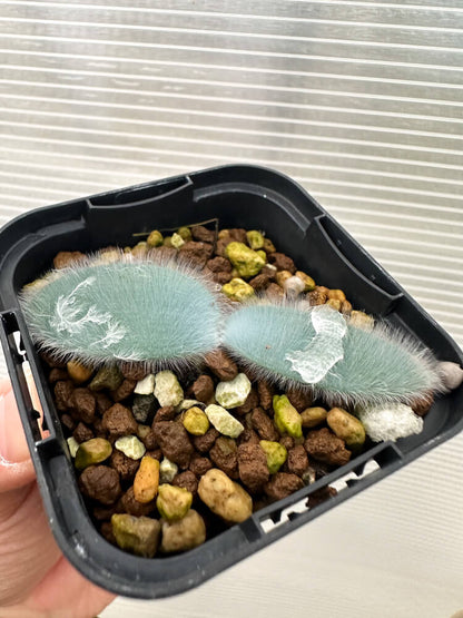 【現品限り】ストルマリア・ビローサ【Q77】 Strumaria villosa