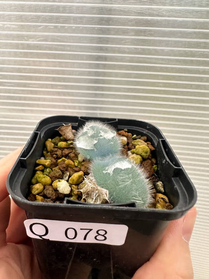 【現品限り】ストルマリア・ビローサ【Q78】 Strumaria villosa