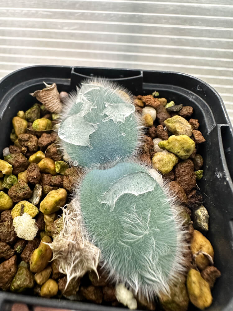 現品限り】ストルマリア・ビローサ【Q78】 Strumaria villosa 塊根植物