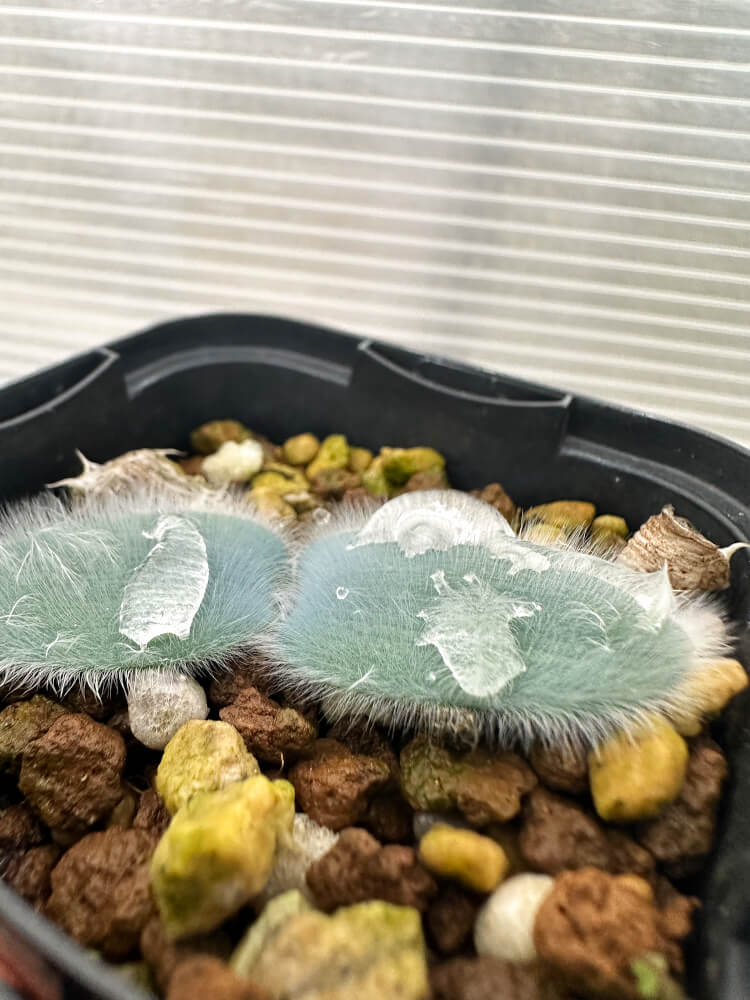 【現品限り】ストルマリア・ビローサ【Q78】 Strumaria villosa