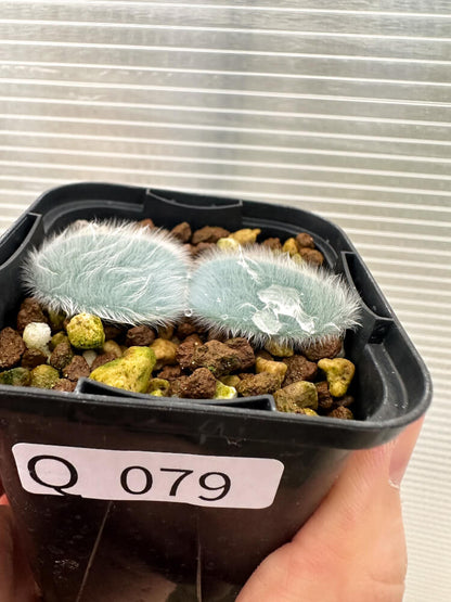 【現品限り】ストルマリア・ビローサ【Q79】 Strumaria villosa