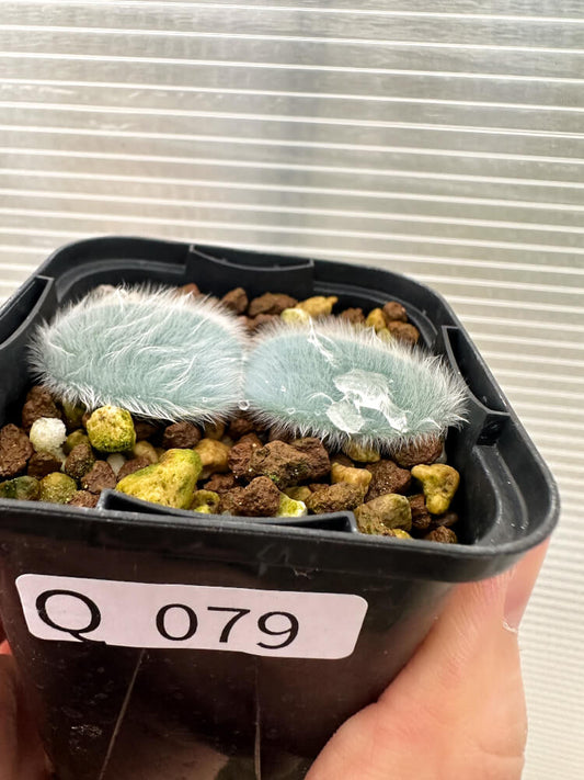 【現品限り】ストルマリア・ビローサ【Q79】 Strumaria villosa