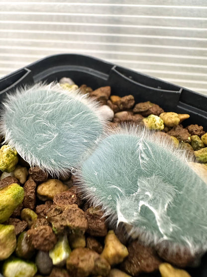 【現品限り】ストルマリア・ビローサ【Q79】 Strumaria villosa