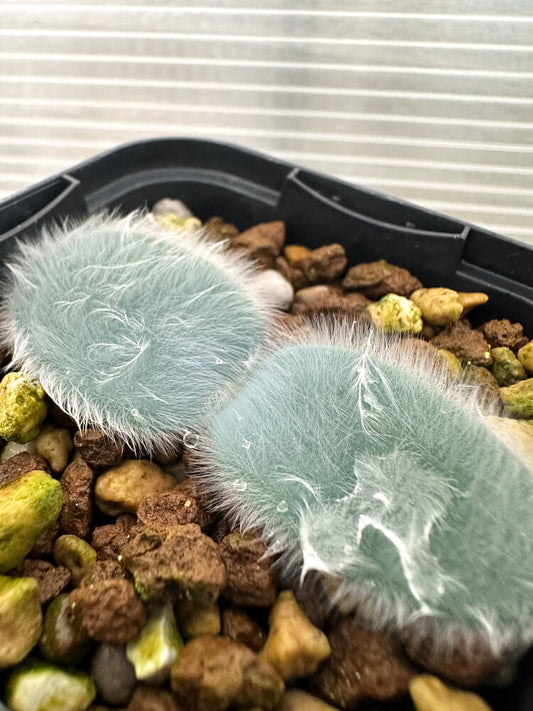 【現品限り】ストルマリア・ビローサ【Q79】 Strumaria villosa