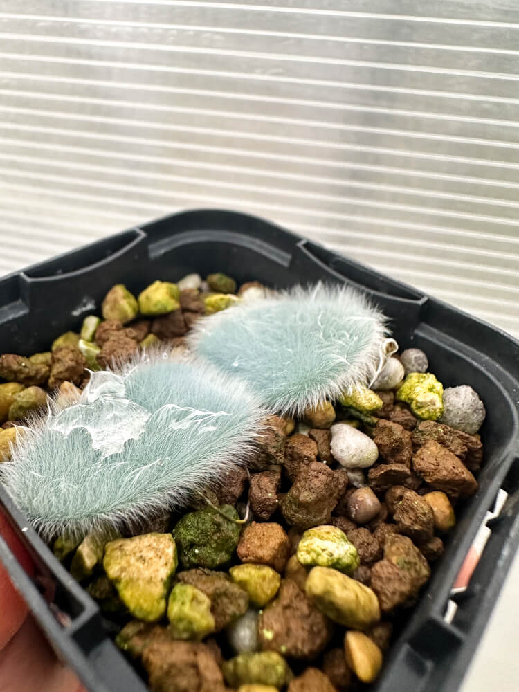 【現品限り】ストルマリア・ビローサ【Q79】 Strumaria villosa