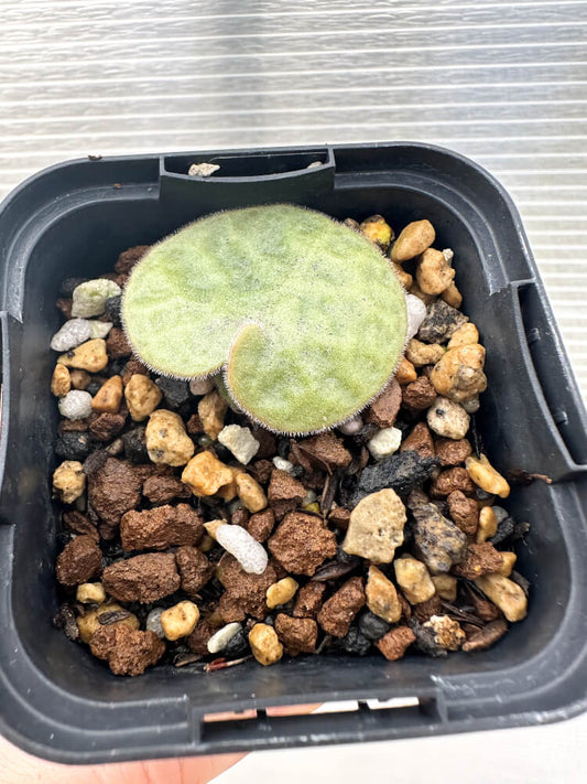 【現品限り】チレコドン・シングラリス【Q7】 Tylecodon singularis