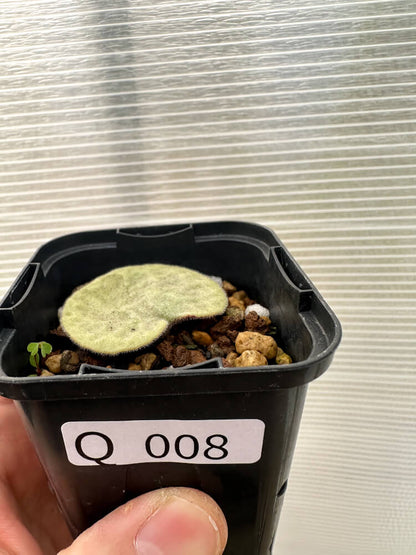 【現品限り】チレコドン・シングラリス【Q8】 Tylecodon singularis