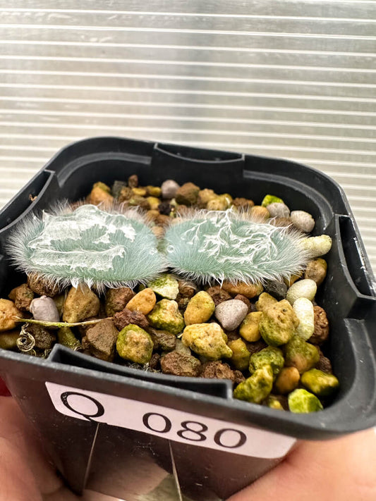 【現品限り】ストルマリア・ビローサ【Q80】 Strumaria villosa