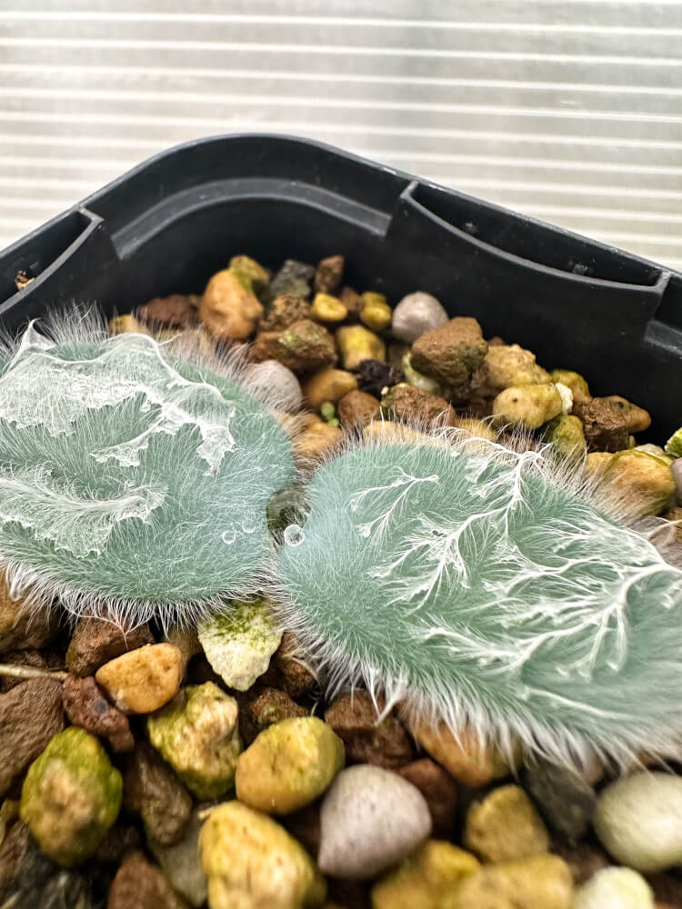 【現品限り】ストルマリア・ビローサ【Q80】 Strumaria villosa