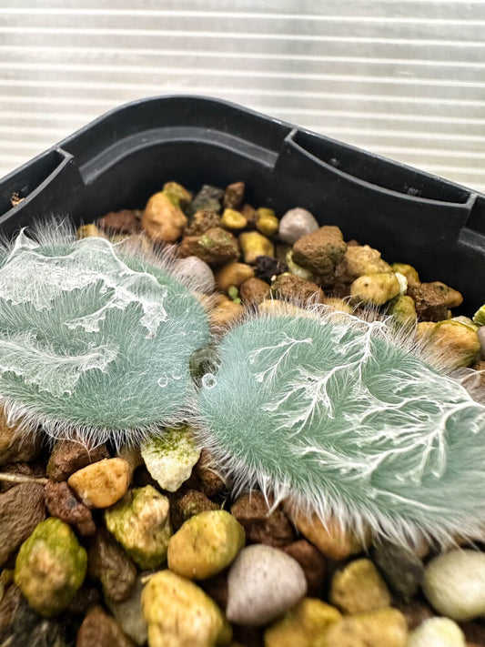 【現品限り】ストルマリア・ビローサ【Q80】 Strumaria villosa