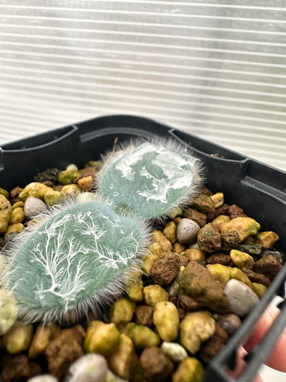 【現品限り】ストルマリア・ビローサ【Q80】 Strumaria villosa