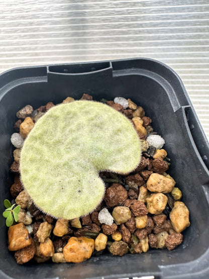 【現品限り】チレコドン・シングラリス【Q8】 Tylecodon singularis