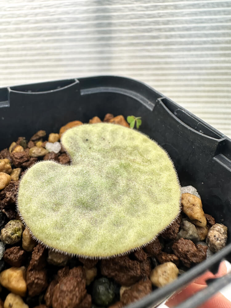 【現品限り】チレコドン・シングラリス【Q8】 Tylecodon singularis