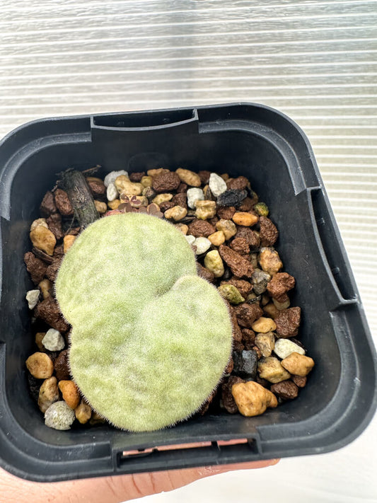 【現品限り】チレコドン・シングラリス【Q9】 Tylecodon singularis