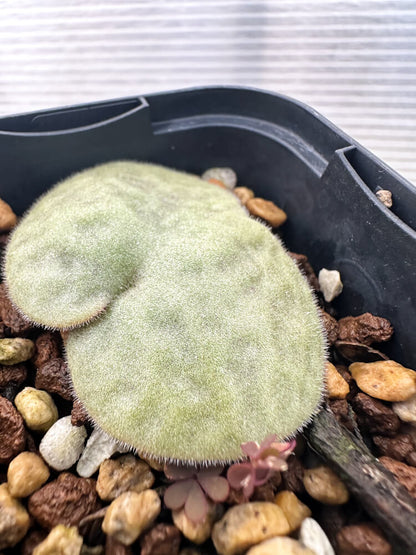 【現品限り】チレコドン・シングラリス【Q9】 Tylecodon singularis