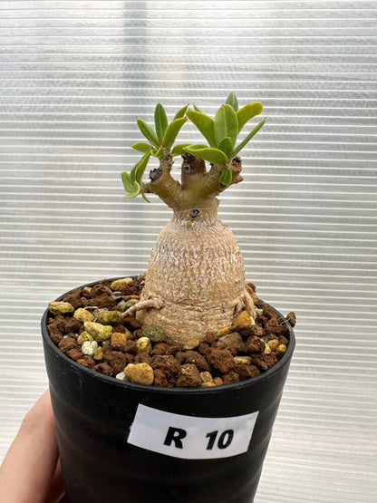 【現品限り】パキポディウム・ビスピノーサム【R10】 Pachypodium bispinosum