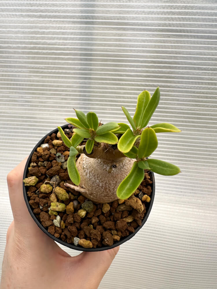 【現品限り】パキポディウム・ビスピノーサム【R10】 Pachypodium bispinosum