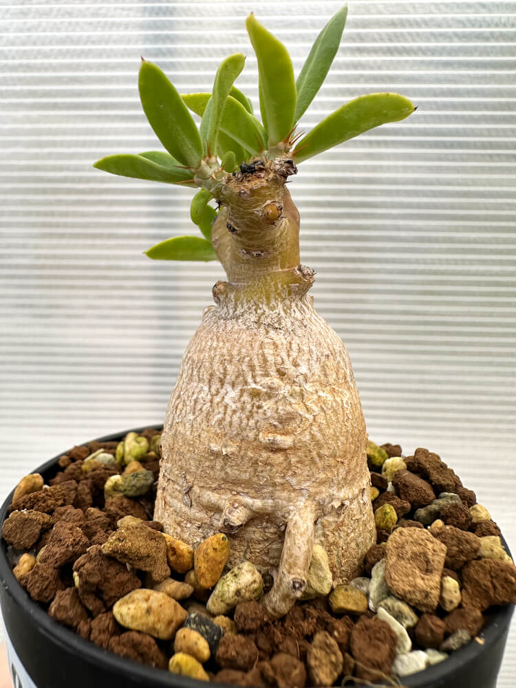 【現品限り】パキポディウム・ビスピノーサム【R10】 Pachypodium bispinosum