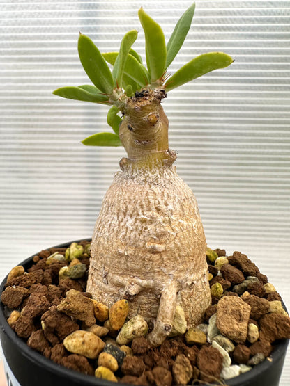 【現品限り】パキポディウム・ビスピノーサム【R10】 Pachypodium bispinosum